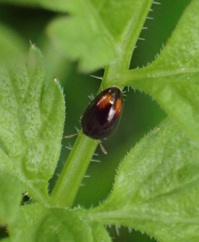 Olibrus sp.